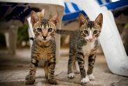 2tn_dos gatos.jpg
